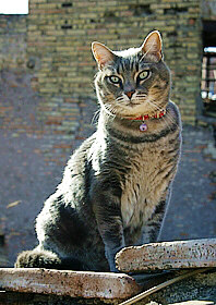 Romeo, the cat dancing on old Rome roofs