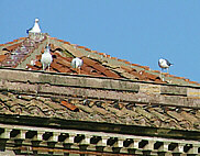 Rome seagulls on the roofs